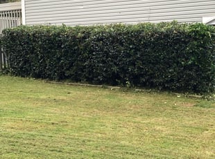 Rachael B.'s Bush Trimming service result