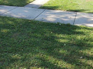 Tyrus R.'s lawn care service result