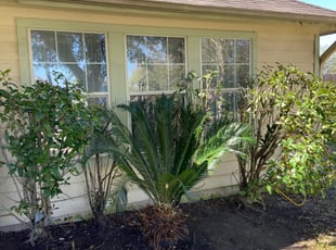 Jeff O.'s Bush Trimming service result
