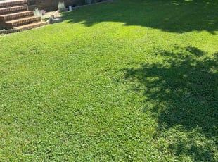 Victoria P.'s grass maintenance service result