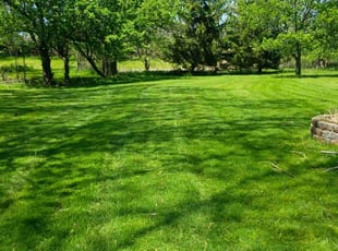 Denise S.'s grass cutting service result