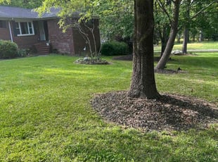 Dorothea G.'s lawn service service result