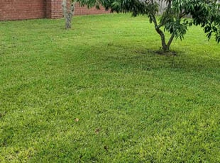 Susan M.'s grass cutting service result