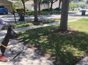 Harold B.'s Leaf Removal service result