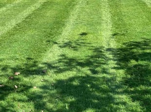Yuri B.'s turf maintenance service result