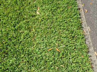 Paul S.'s Bush Trimming service result