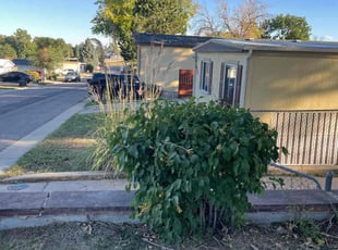 Suzy B.'s Bush Trimming service result