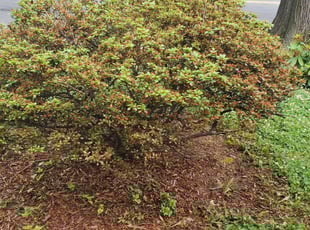 Desirae L.'s Bush Trimming service result