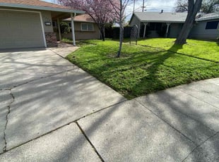 Anthony M.'s lawn care service result
