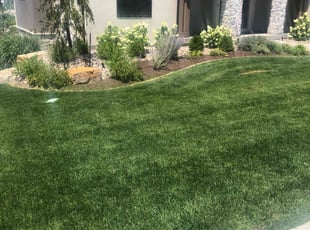 Anca L.'s lawn maintenance service result