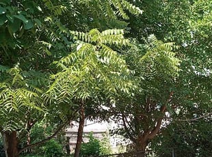 Myia H.'s Bush Trimming service result