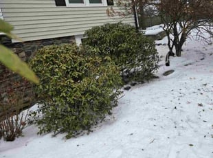 Tierra H.'s Bush Trimming service result