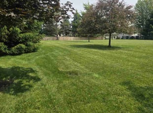 Shantell H.'s turf care service result