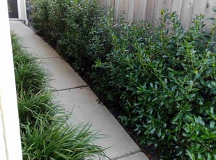 Charles S.'s turf care service result