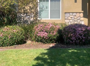 Bruce W.'s Bush Trimming service result