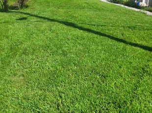 Sharleen M.'s lawn service service result