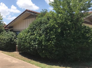 Andrew P.'s Bush Trimming service result