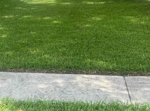 Talisha M.'s lawn maintenance service result