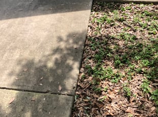 John R.'s Bush Trimming service result