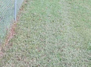 Deborah F.'s grass cutting service result