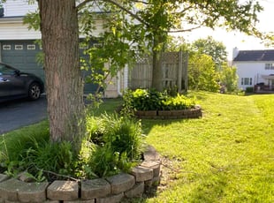 Robert H.'s grass maintenance service result