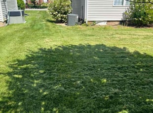 Brittney H.'s grass maintenance service result