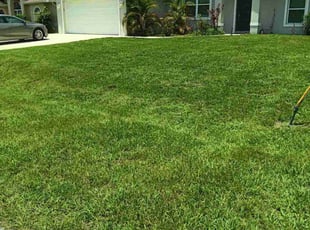 Roman C.'s turf care service result