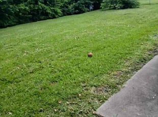 Tammie C.'s grass maintenance service result