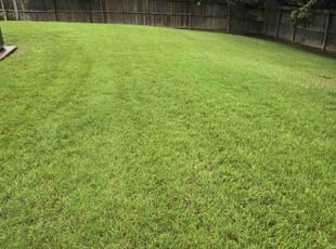 Amie B.'s grass cutting service result