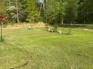 Rob D.'s grass maintenance service result