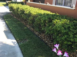 Patricia R.'s Bush Trimming service result
