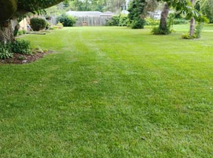Keisha G.'s lawn care services service result