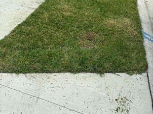 Alireza A.'s grass cutting service result