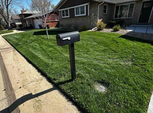 Dorothy D.'s grass maintenance service result