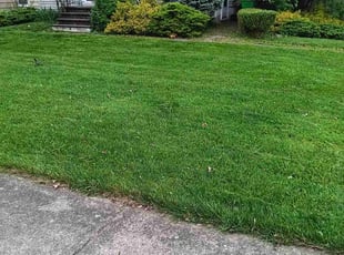 Kathy V.'s grass maintenance service result