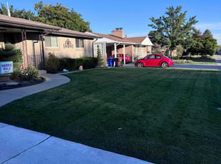 Sladana I.'s grass cutting service result