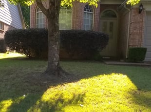 William C.'s Bush Trimming service result