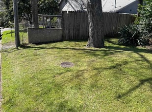 Nick F.'s grass maintenance service result