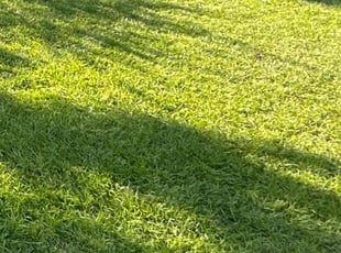 Sam P.'s lawn care services service result