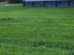 Anthony H.'s grass maintenance service result