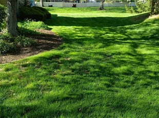 Ryan W.'s turf maintenance service result
