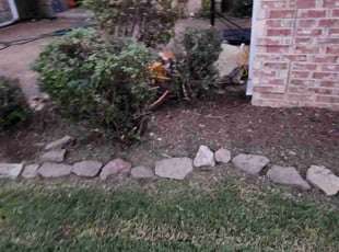 Cecelia H.'s Bush Trimming service result