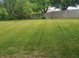 Steve V.'s grass cutting service result