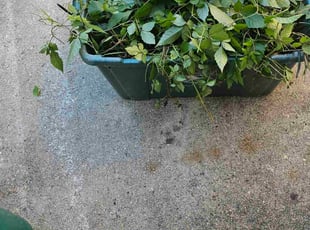 Taletha S.'s Flower Bed Weeding service result