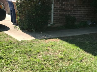 Nguyen N.'s Bush Trimming service result