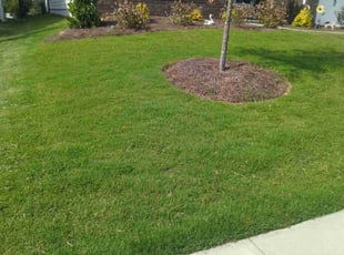 Tommy C.'s lawn service service result