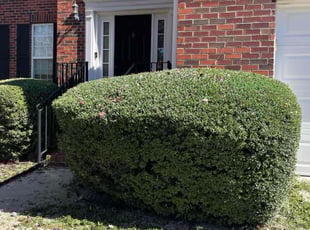 Jessie B.'s turf maintenance service result