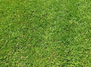 Vickie O.'s lawn maintenance service result