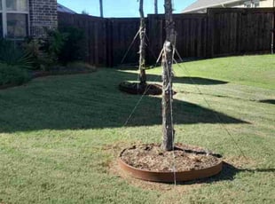 Asia W.'s lawn care service result