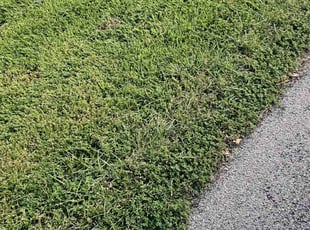 Doreen S.'s lawn service service result